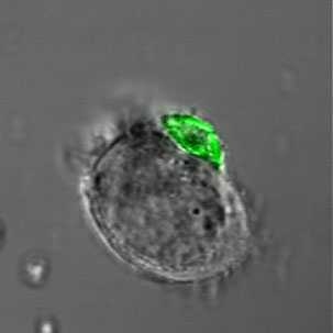 This T cell also has a polymer backpack. The scale bar is 10 micrometers.