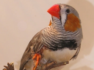 An 'in-house' image of an adult male zebra finch.