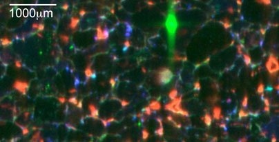A tri-color X-ray fluorescence map of metamorphic quartzite, a potential solar cell feedstock material, illustrating iron (red), calcium (green) and titanium (blue) clustered in large, isolated precipitates.