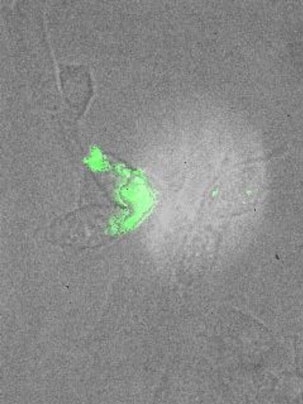 This image shows the cell before hydrogen peroxide is added.