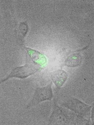 This image shows the cell after hydrogen peroxide is added. The change in fluorescence provides a "fingerprint" that allows different molecules to be identified.