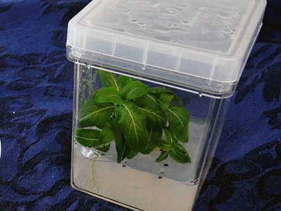 A periwinkle plant