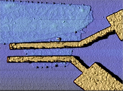 Atomic Force Microscope picture of a graphene superconducting field effect transistor. The two gold-colored electrodes are made of superconducting titanium-aluminum alloy.