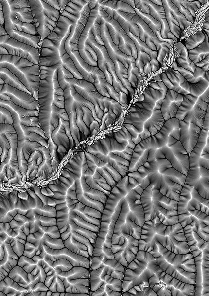 Overhead view of Gabilan Mesa, California, showing the logarithm of drainage area, calculated by routing flow computationally over an elevation map from the National Center for Airborne Laser Mapping (NCALM). Light shades are ridgelines, darker shades are valleys. Scene is approximately 3.5 km wide.