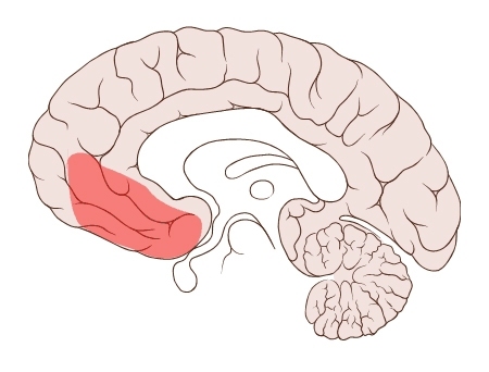 A diagram of the human brain with the ventromedial prefrontal cortex (VMPC) highlighted in red.
