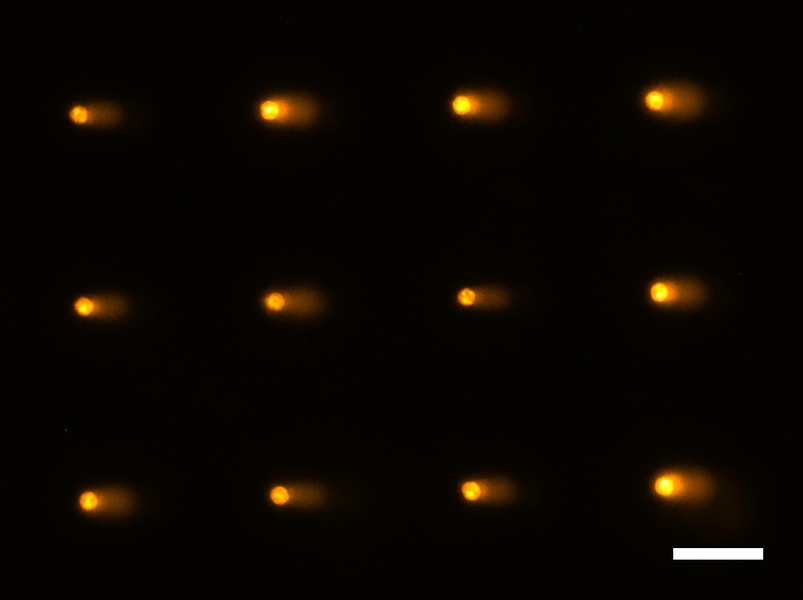 When an electric field is applied to the gel where the cells sit, damaged DNA migrates across the gel, taking on the shape of a comet. The longer, brighter tails indicate more DNA damage.
