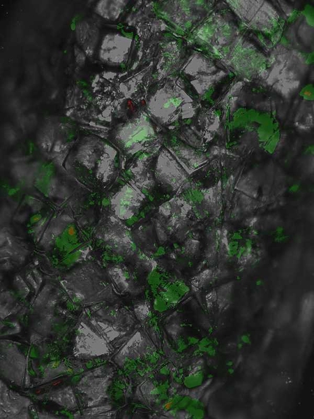 Researchers at the MIT-Harvard Division of Health Sciences and Technology built this tubular tissue by encasing cells in polymer "bricks" and attaching them to a tube-shaped template.