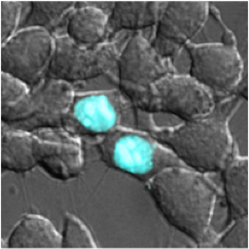 The probe labels proteins in the cell nucleus.