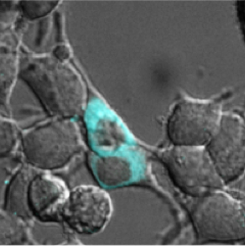 The probe labels proteins in the cytosol.