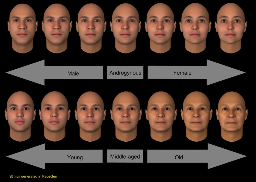 Subjects in the study were shown computer-generated faces that ranged along a spectrum from very male to very female.