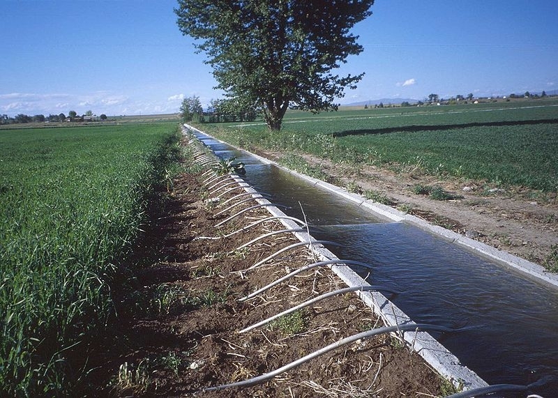 Surface irrigation system using siphon tubes.