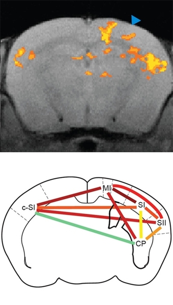 This image shows a map of neural activity in the awake mouse brain, top, and pattern of brain communication when the sensory projection neurons are optically driven, bottom. The hotter colors indicate higher correlation.
