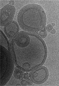 MIT engineers created vaccine-delivering nanoparticles by placing lipid spheres inside one another.
