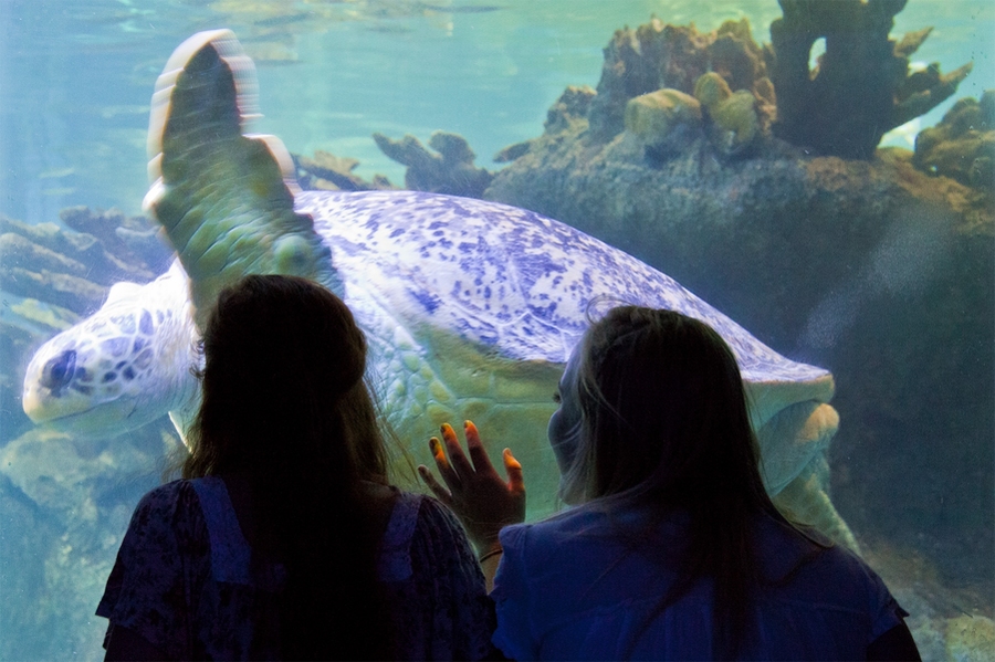 A sea turtle waves to two of MIT's incoming freshmen. Students were able to wander through the aquarium's exhibits and take part in different activities all through the night.
