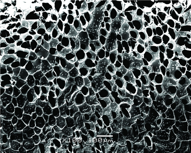 A wider SEM image of the nanowire-alginate composite scaffolds.