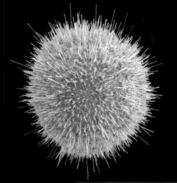 Images taken with a Field Emission Scanning Electron Microscope show the nanowire bristles that form on copper particles of different sizes. At top right, a cross-section of one of the particles reveals its hollow interior.