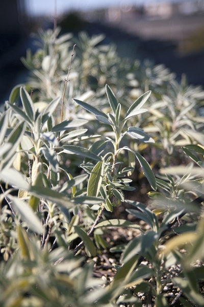 Resilient herbs grow well in the garden, even in intense winds and brutal sun. During their last study break, Wall and Hale created a syrup from some of the herbs that McCormick residents enjoyed on ice cream.
