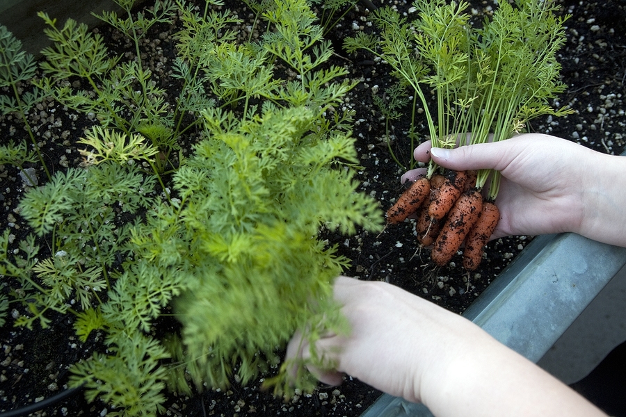 Wall picks carrots to share with the McCormick community. While summer is the height of the growing season, Hale and Wall work with undergraduate McCormick residents to harvest their crops in the fall.
