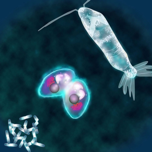 Diverse microorganisms undergoing growth and reproduction. As organisms evolved from simple prokaryotes to unicellular eukaryotes to multicellular organisms their strategies for internal energy partitioning dramatically changed as illustrated by a recent mathematical model.