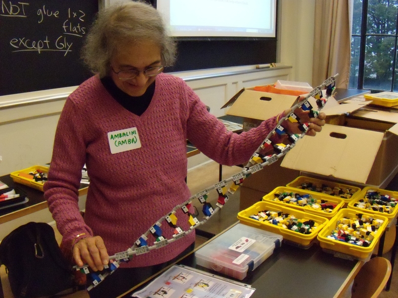 Ambalini Selvaraj, MIT retiree, displays her LEGO DNA model.