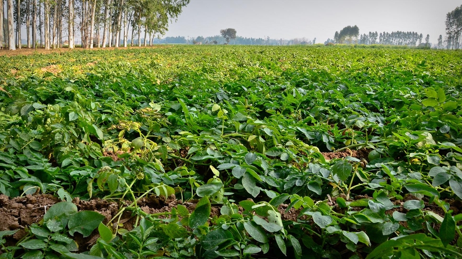 Potatoes sit in the ground beyond the typical harvest period. With prices at record lows, many farmers choose to let them rot in the field rather than sell them.