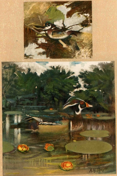These color plates, from the 'Art of Disappearance' portfolio in Hanna Rose Shell's book <i>Hide and Seek,</i> represent the attention paid to naturally existing forms of protective coloration around the time that 'camouflage' got its name, and began to serve as a model for a new set of human technologies of strategic concealment; they draw from the collection of artist and nat...