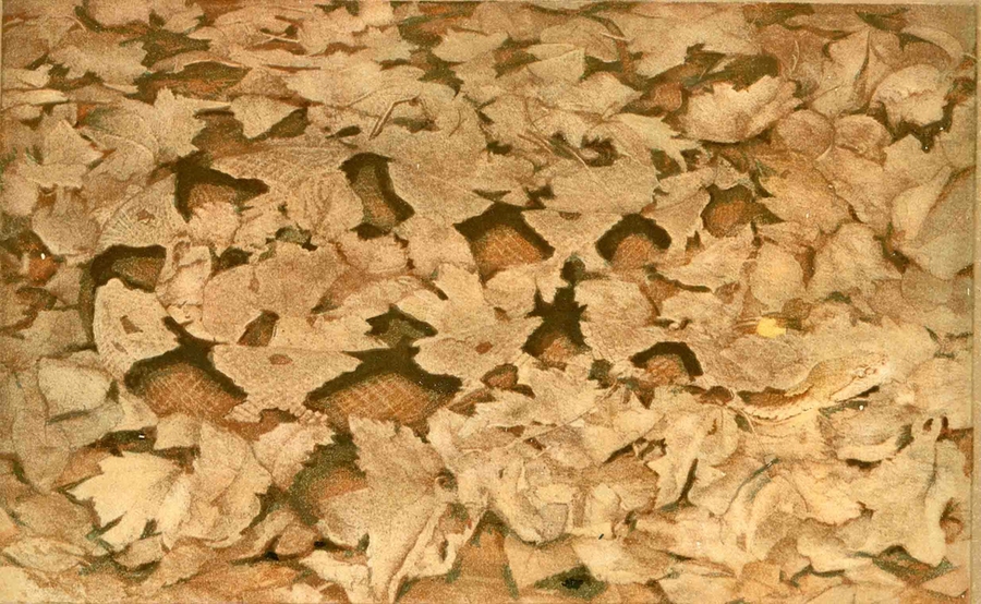 These color plates, from the 'Art of Disappearance' portfolio in Hanna Rose Shell's book <i>Hide and Seek,</i> represent the attention paid to naturally existing forms of protective coloration around the time that 'camouflage' got its name, and began to serve as a model for a new set of human technologies of strategic concealment; they draw from the collection of artist and nat...