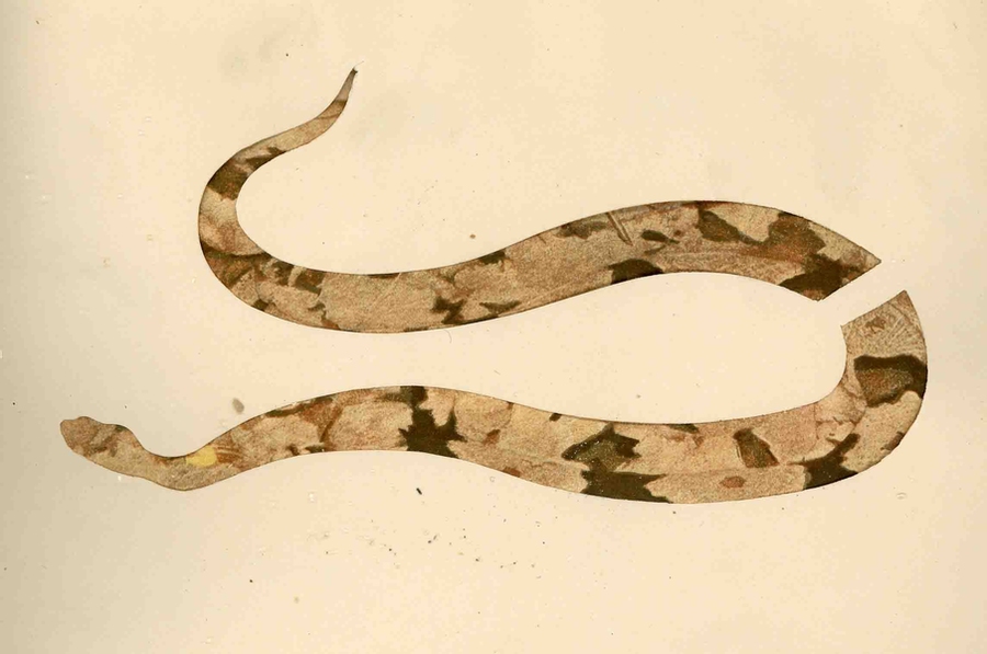 These color plates, from the 'Art of Disappearance' portfolio in Hanna Rose Shell's book <i>Hide and Seek,</i> represent the attention paid to naturally existing forms of protective coloration around the time that 'camouflage' got its name, and began to serve as a model for a new set of human technologies of strategic concealment; they draw from the collection of artist and nat...