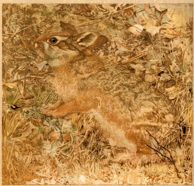 These color plates, from the 'Art of Disappearance' portfolio in Hanna Rose Shell's book <i>Hide and Seek,</i> represent the attention paid to naturally existing forms of protective coloration around the time that 'camouflage' got its name, and began to serve as a model for a new set of human technologies of strategic concealment; they draw from the collection of artist and nat...