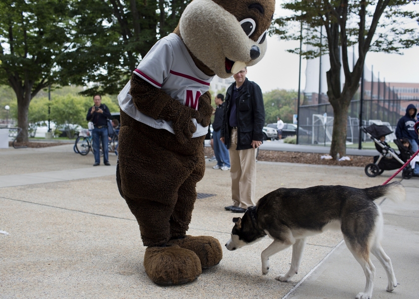 MIT's mascot, Tim the Beaver, meets a fellow non-human guest during Saturday's festivities.