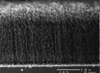 This cross section shows a “forest” of carbon nanotubes grown on an aluminum electrode. Each nanotube is about 250 microns long—about twice as long as a human hair is thick. The densely packed nanotubes significantly increase the surface area of the electrode—the key to the enhanced energy-storage capacity of the new ultracapacitor. 