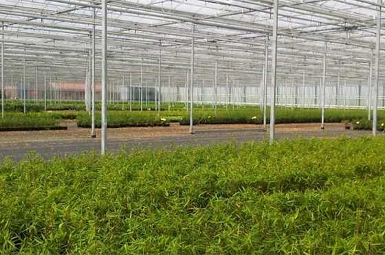 A view of large-scale bamboo production at the Oprins Plant N.V. in Rijkevorsel, Belgium, which Aijazi visited during the Ninth World Bamboo Congress.