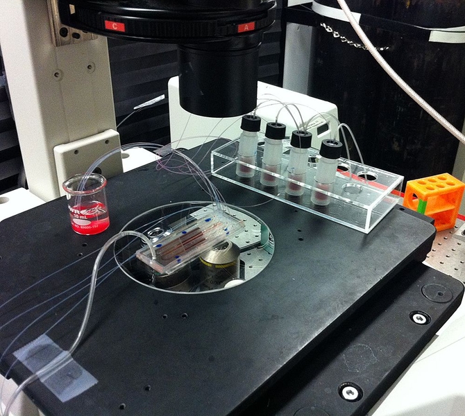 This picture shows a microfluidic device for continuous sorting of white blood cells for detection of inflammatory conditions.