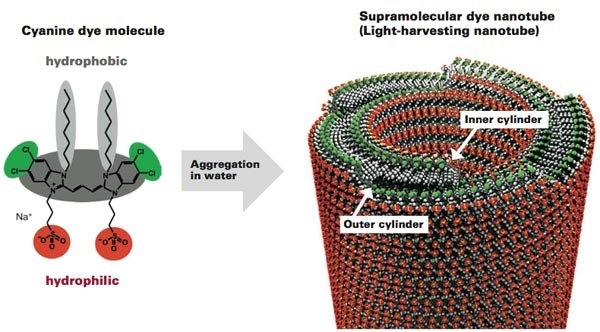 This diagram shows the structure of the artificial double-walled nanotube that the MIT team uses to model the light-harvesting antenna system in green sulfur bacteria. The individual molecule (left) has at its center a cyanine dye (dark gray). Two side chains hang off, one “water-loving” (hydrophilic, in red) and the other “water-hating” (hydrophobic, in light gray). Suspended in water, th...