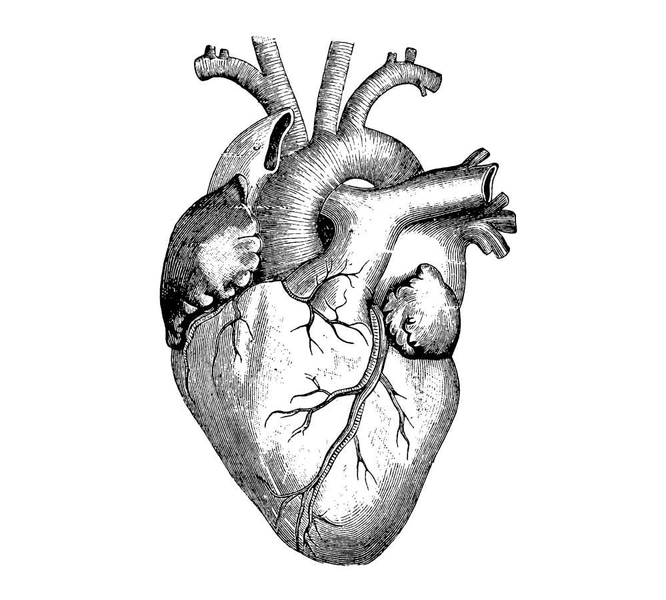 Rendering of human heart