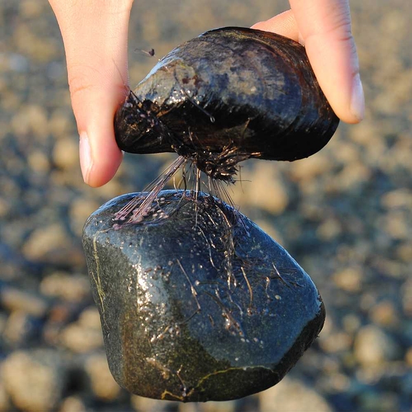 A mussel clings to a stone, attached by an array of thin filaments called byssus threads. New MIT research has revealed the secret of the resilience of these threads.
