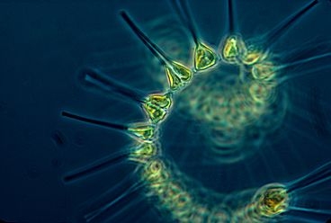 Phytoplankton serve as the base of the marine ecosystem.