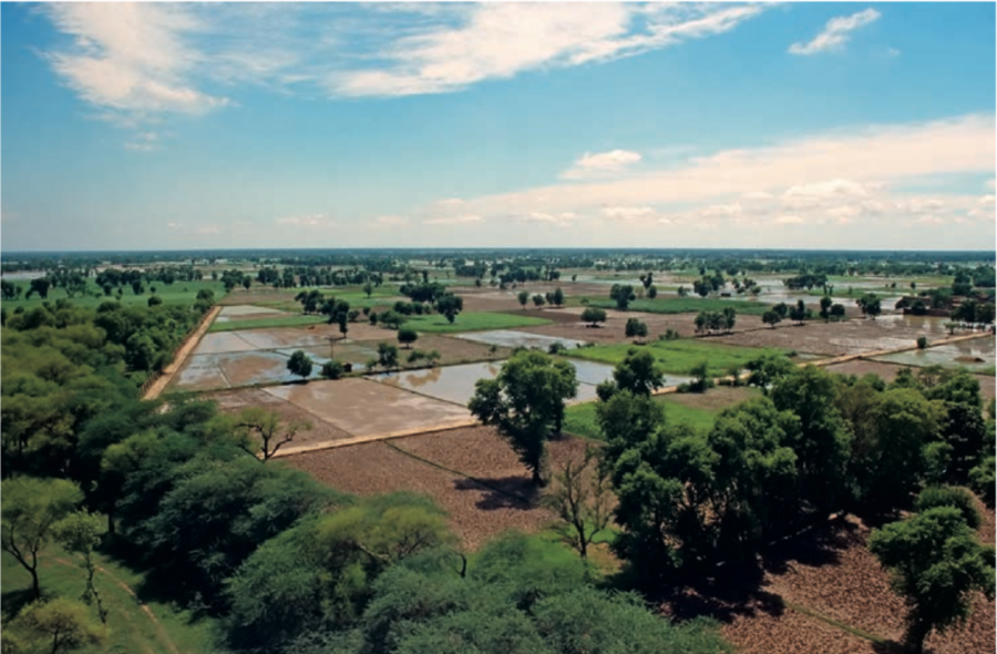 Irrigated fields in the Sheikhupura district of the Punjab Province, Pakistan.