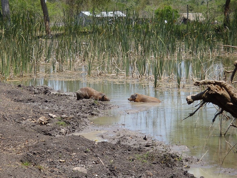 It is common for village farm animals to bathe in the surface lagoons used to catch and store rainwater.