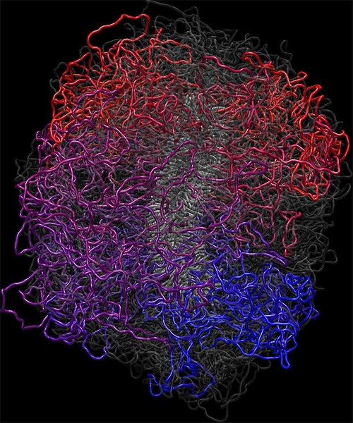 A model of human mitotic chromosome is shown. The chromosome is composed of a flexible scaffold and a system of loops (red, magenta, blue).
