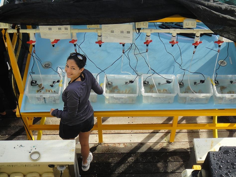 Melissa Garren sets up a replicated experiment on Heron Island Research Station (Great Barrier Reef, Australia) to test the effects of heat-stress on the chemical signals released by corals. 