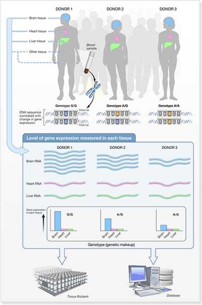 The GTEx (Genotype-Tissue Expression) Project: Correlations between genotype and tissue-specific gene expression levels will help identify regions of the genome that influence whether and how much a gene is expressed. GTEx will help researchers to understand inherited susceptibility to disease and will be a resource database and tissue bank for many studies in the future.