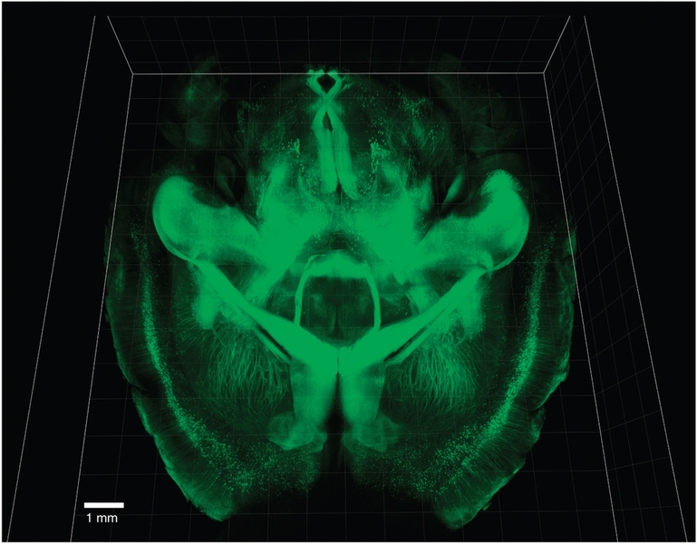 CLARITY immunostaining makes a mouse brain completely transparent. 