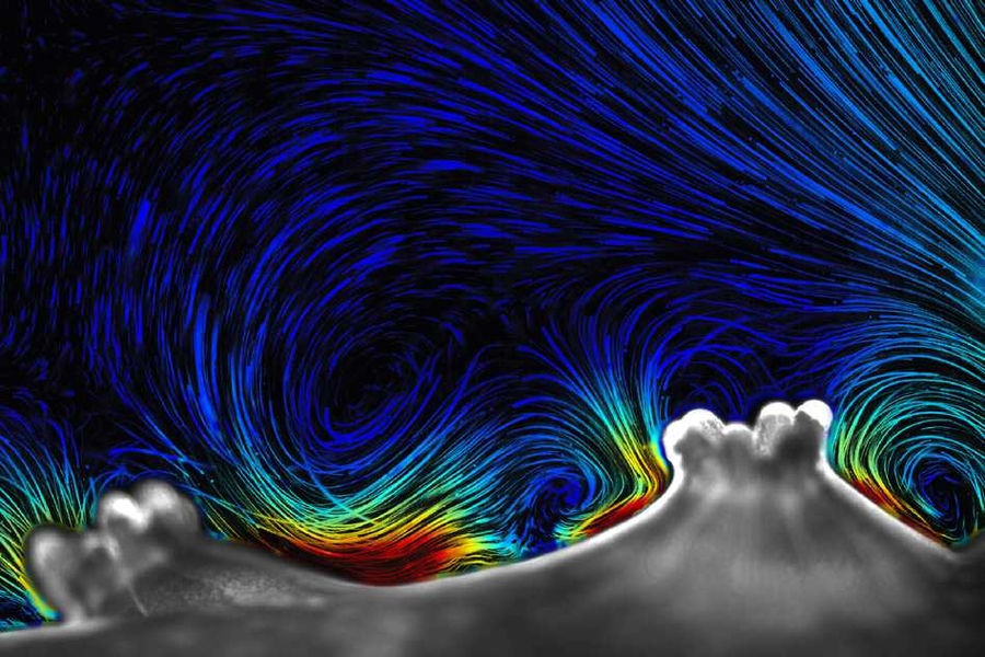 Vortical ciliary flows enhance the exchange of oxygen and nutrients between corals and their environment. The paths of tracer particles are color-coded by fluid velocity, demonstrating that the coral surface is driving the flow. 
