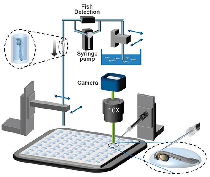 This schematic drawing shows a new system that can rapidly and automatically inject zebrafish with drugs and then image them to see the drug effects.