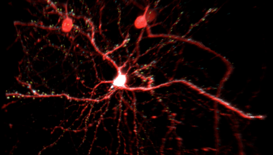 3-D synaptic maps guide precision-targeted functional imaging: In vivo molecular labeling allows structural mapping of all excitatory and inhibitory synaptic locations, providing a 3-D coordinate grid for the purpose of precision-targeted functional scans with a synaptoscope.