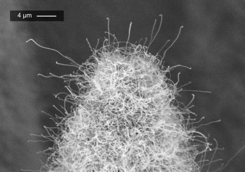 Detail of the tip of an electrospray emitter. A thick forest of carbon nanotubes covers the surfaces of the emitter. 