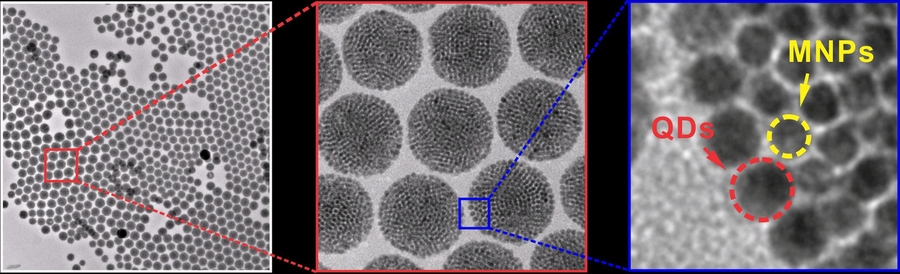 TEM images at increasing resolution show the structure of the core-shell supernanoparticles developed by the researchers. Fluorescent quantum dots (QDs) form a shell around a core of magnetic nanoparticles (MNPs). 