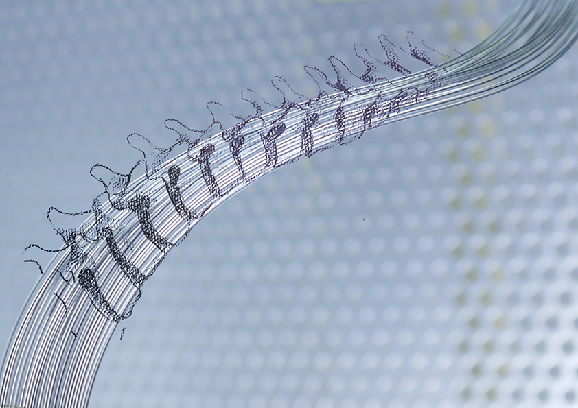Polymer fibers designed to mimic fibrous nerve geometry allow for simultaneous optical stimulation and neural recording in the spinal cord. This image illustrates the flexibility of the bifunctional neural probes and their ability to accommodate deformation due to the movement of vertebrae.