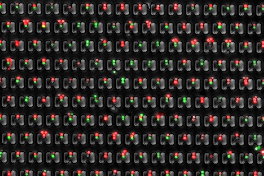 MIT researchers have designed a microfluidic device that allows them to precisely trap pairs of cells (one red, one green) and observe how they interact over time.